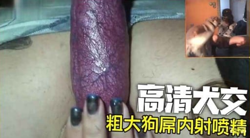 高清大交粗大狗屌内射喷精